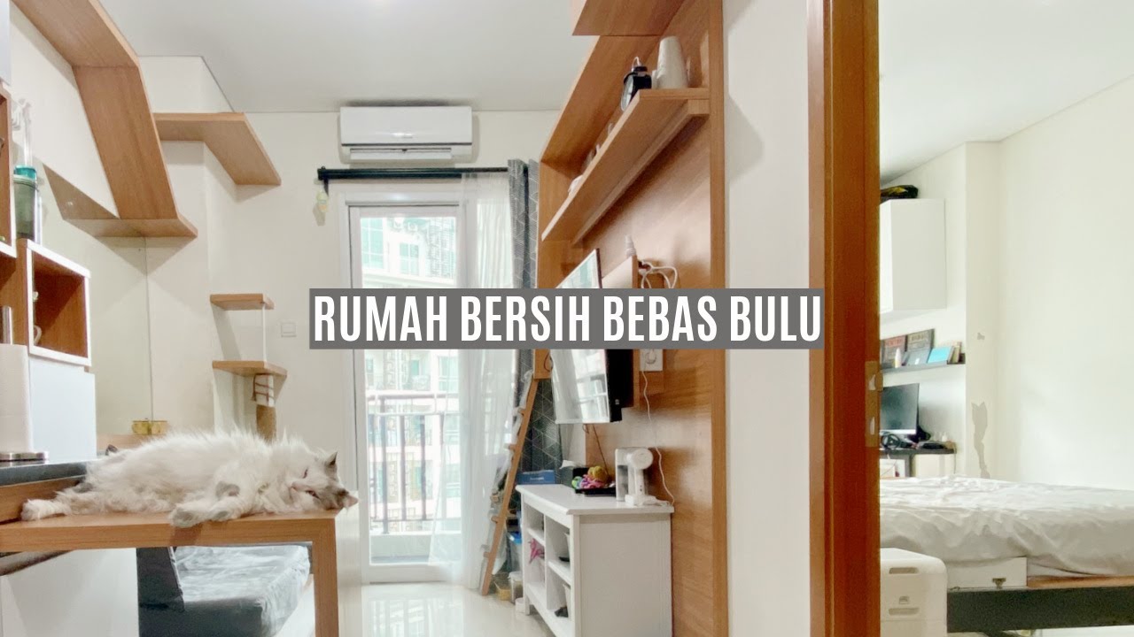 BABU KUCING TELADAN! BIKIN RUMAH BERSIH BEBAS BULU