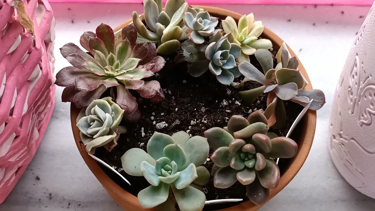Echeveria Rainbow, Haworthia Cooperii var Pilifera ve Echevheria First Lady Özeller satışa giriyor 💕