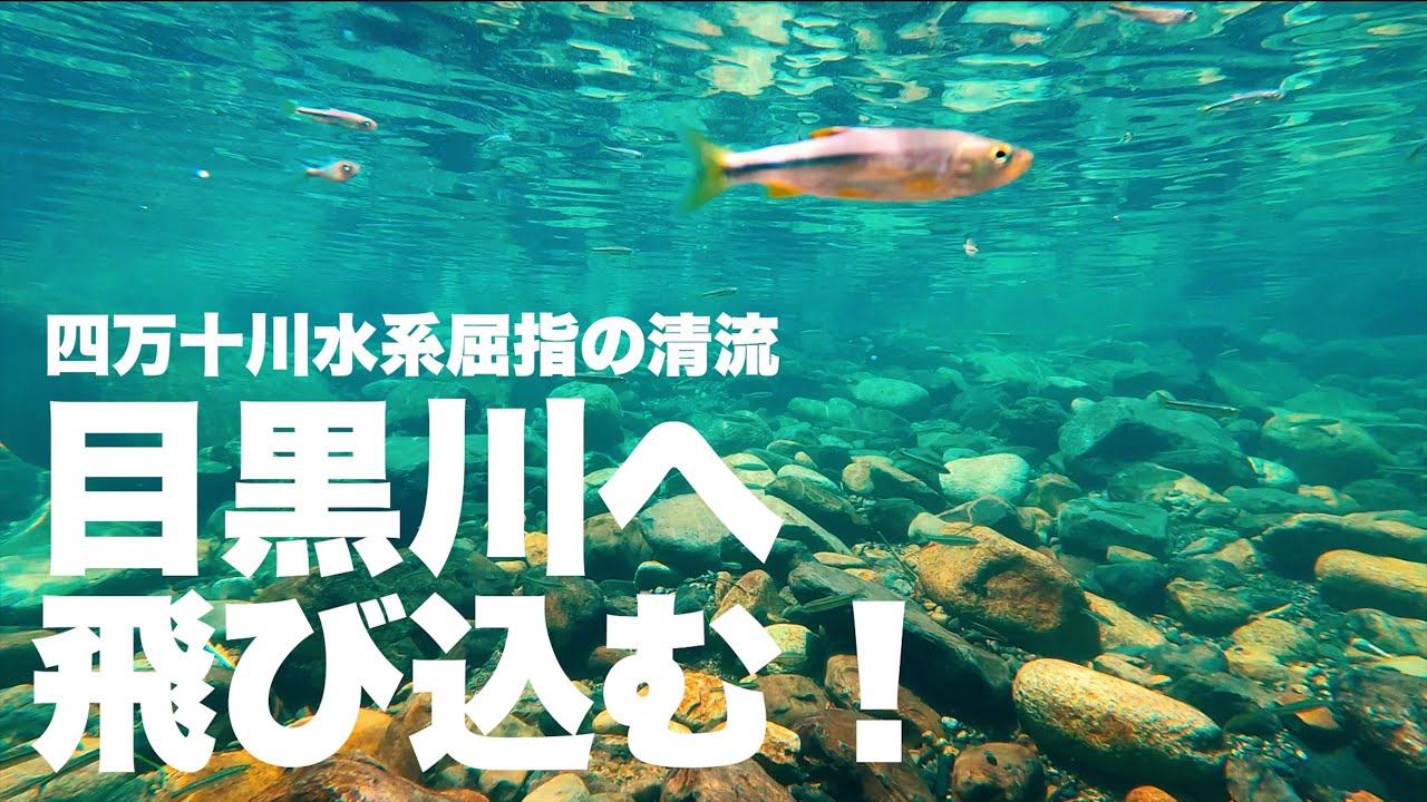「松野の宝石、目黒川にダイブ！」