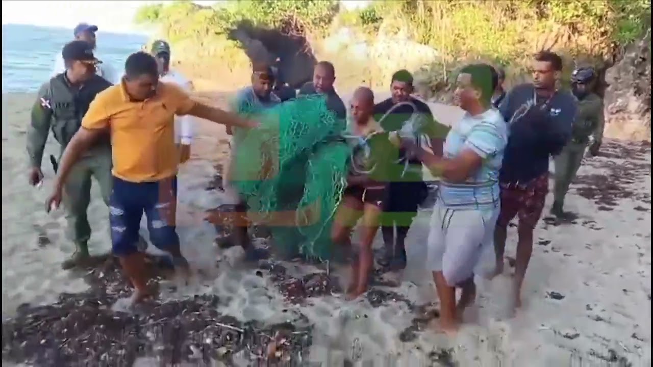 Capturaron al cocodrilo extraviado en la zona de Islabón, Sabaneta de Yasica, Puerto Plata