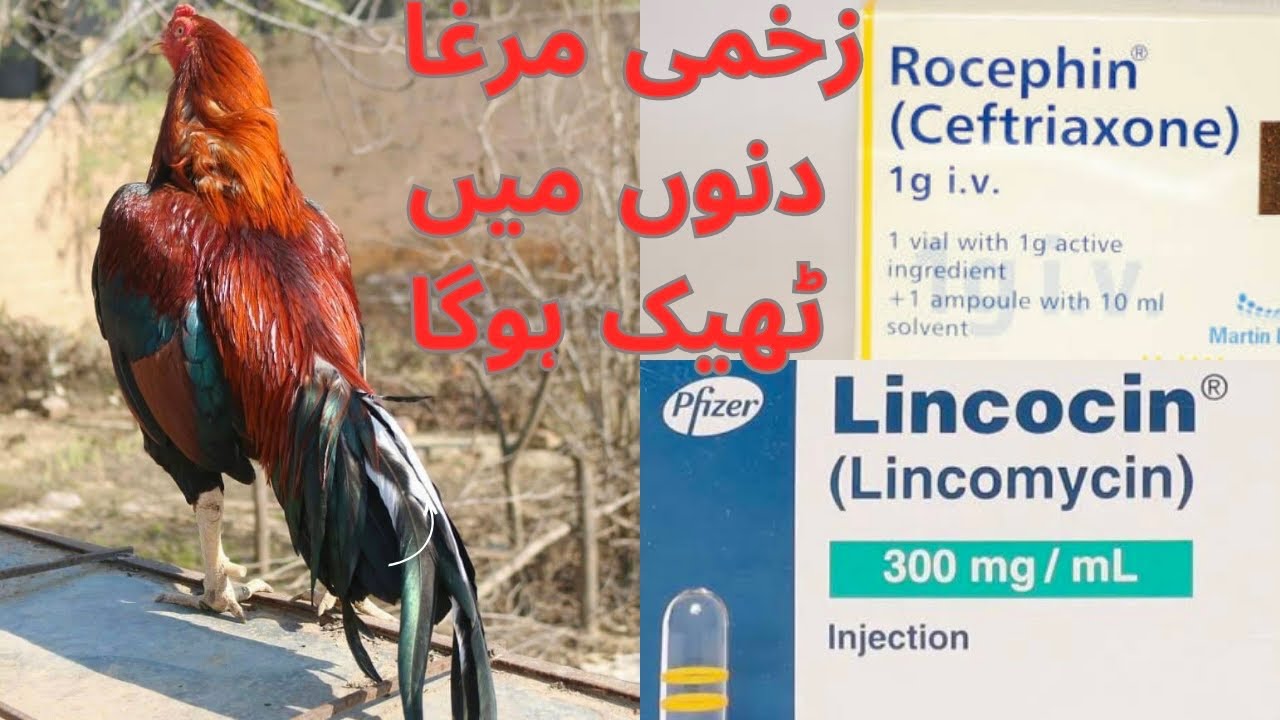 Aisa injection Kay Murghay kay Zakham Dino Main Thek Hon Gay