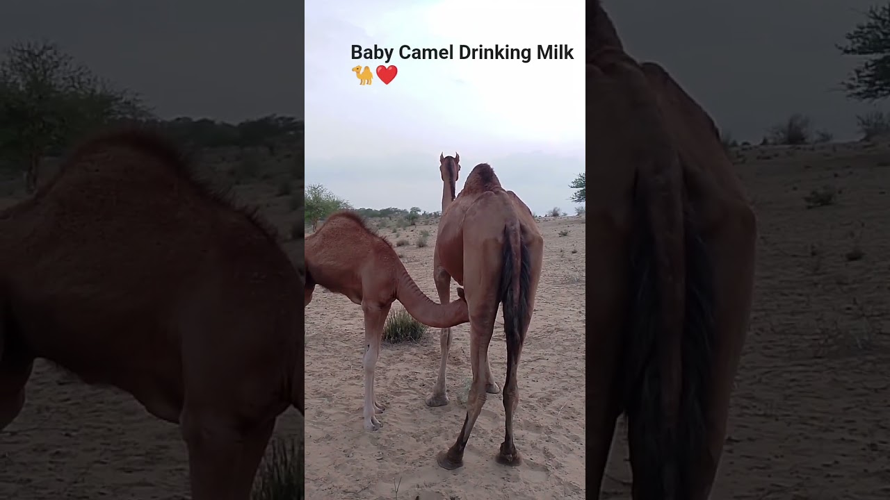 Baby Camel Drinking Milk from Its Mother in the Arabian Desert#Camel #ArabianDesert #BabyCamel