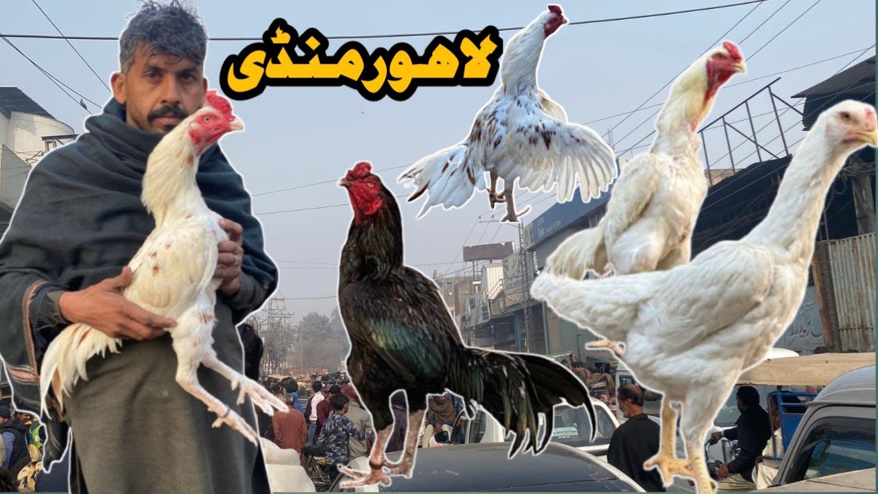 Aseel Murgh Mandi Larri Ada Lahore||PAPER WHITE SHAMO|| #aseelmurgh #whiteshamo @Sufyantariqpets 