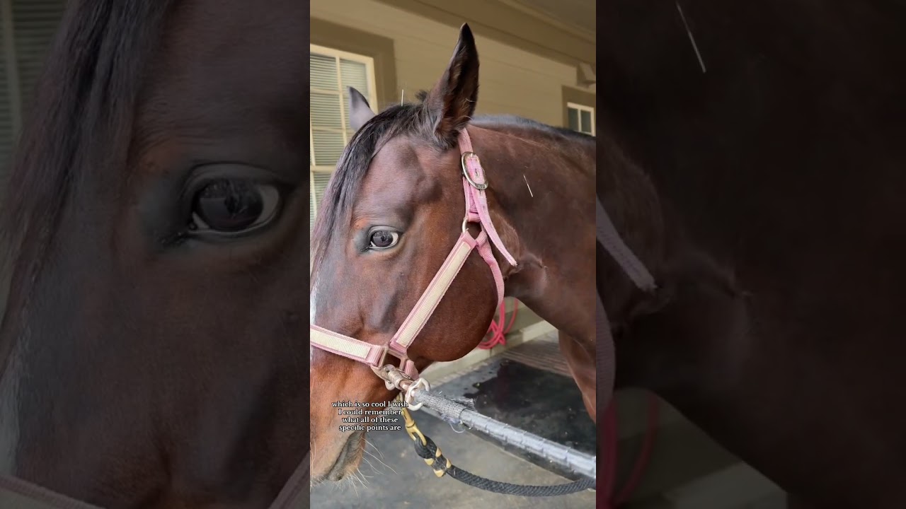 Accupuncture & Chiropractic For My Horse #shorts #equestrian #horseriding #equine #horsemassage