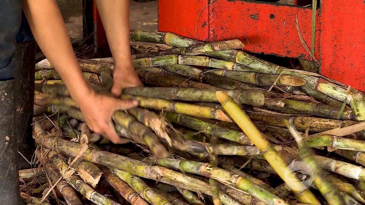 Pautas a seguir para una producción de panela más limpia - La Finca de Hoy