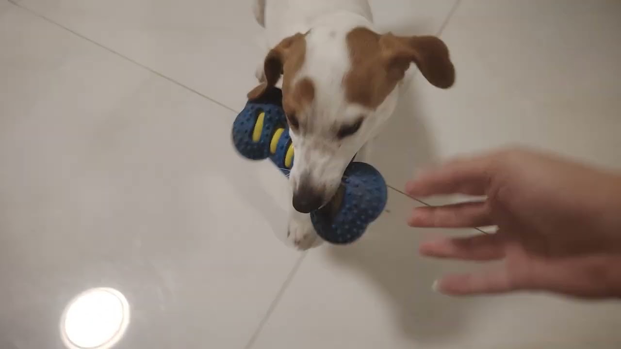 #jackrussellterrier Nala plays game with her dad #pets #dogshorts #livinginchina #doglife #puppy 