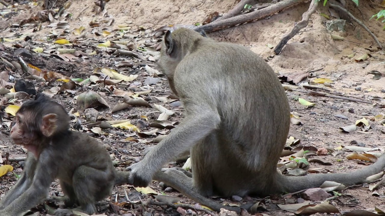 Baby monkey tries to escape from kidnapper | Wow Daily