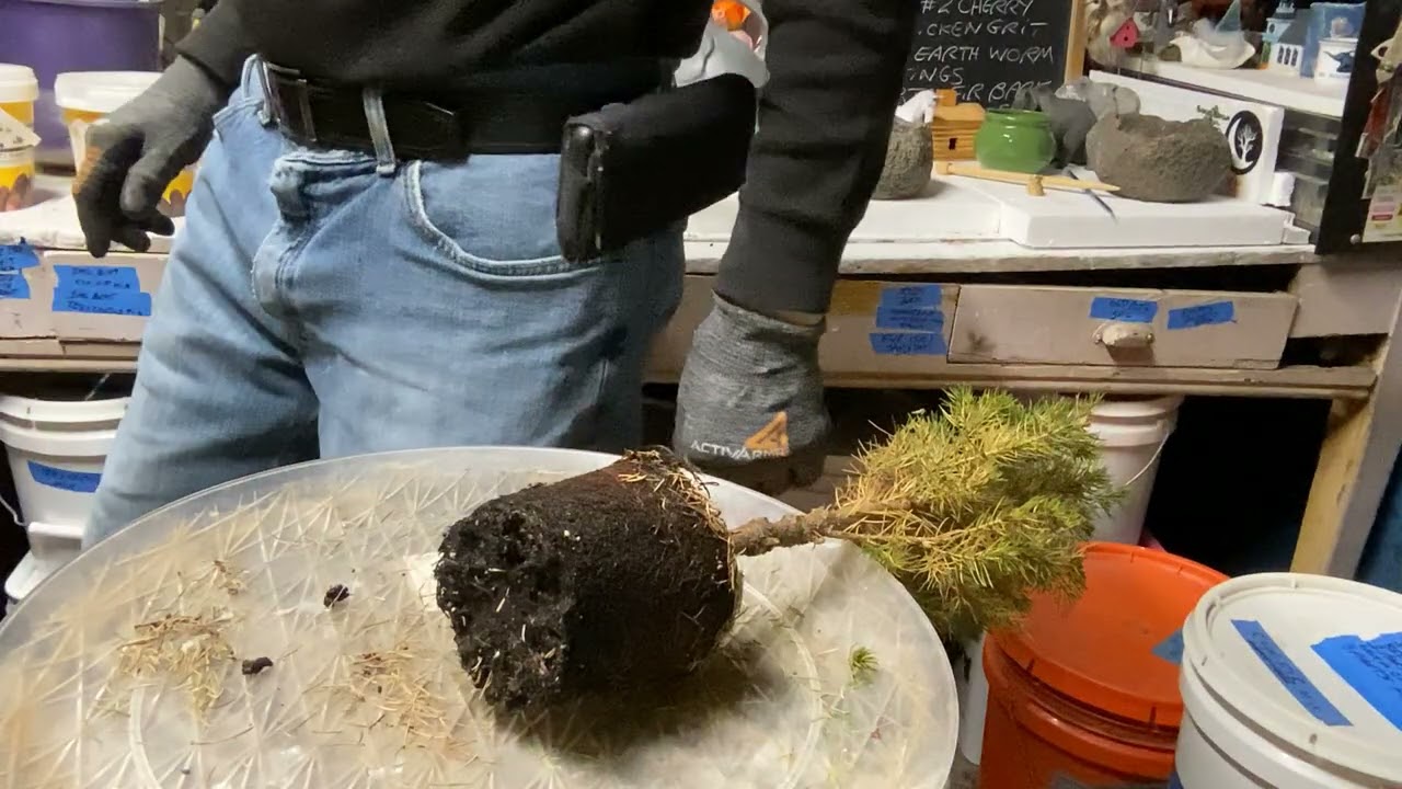 Сливы и горшок