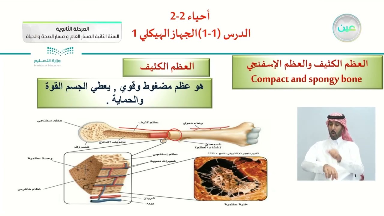 الدرس (1-1) الجهاز الهيكلي 1 - الأحياء (2-2) - المسار العام والصحة والحياة - السنة الثانية