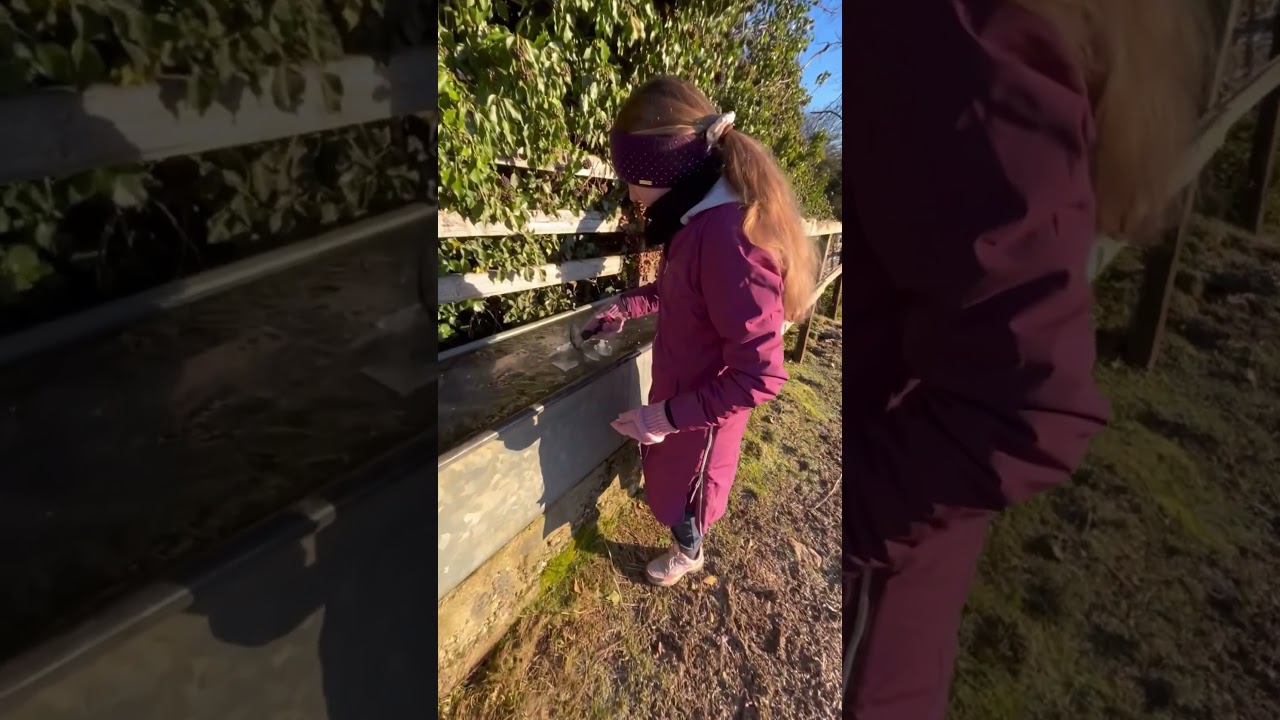 Winter chores breaking the horses water #ice#water#equestrian#freezing#horse#winter