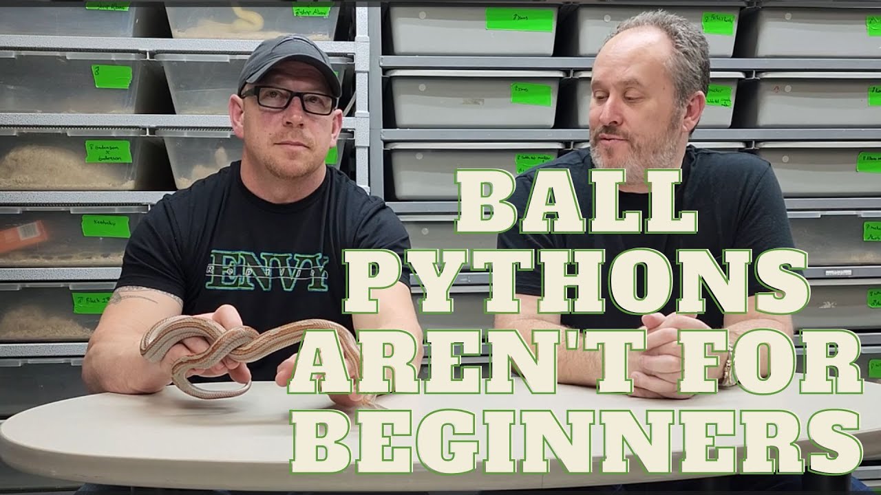 Ball Pythons are NOT BEGINNER SNAKES! These three are.            #snakes #reptiles #snake #reptile