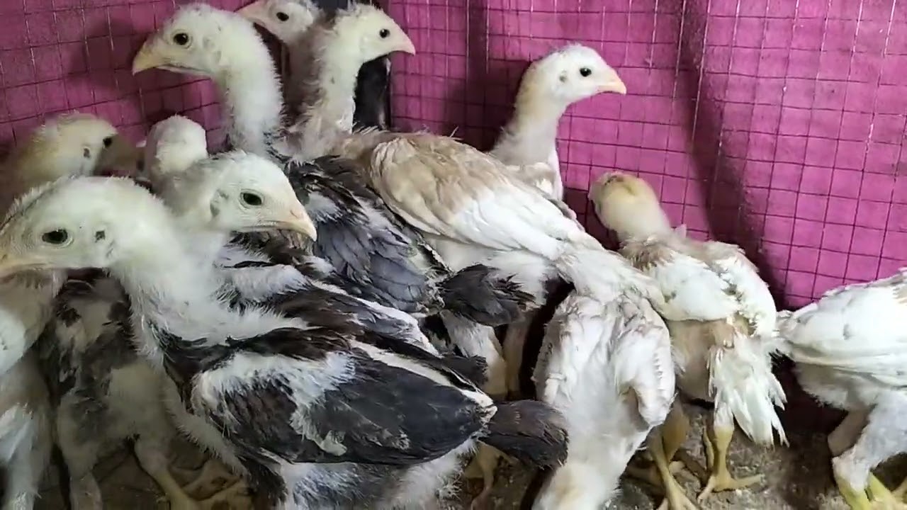 عروض كتاكيت هندي ولاد مضاربات دم حامي عند الحاج حسن عافيه اهاليهم مفروزه ان شاء الله