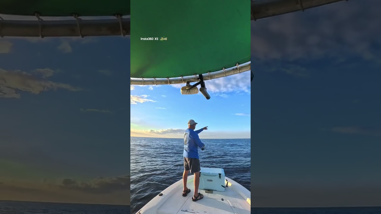 This is how you chase down Blackfin tuna. 