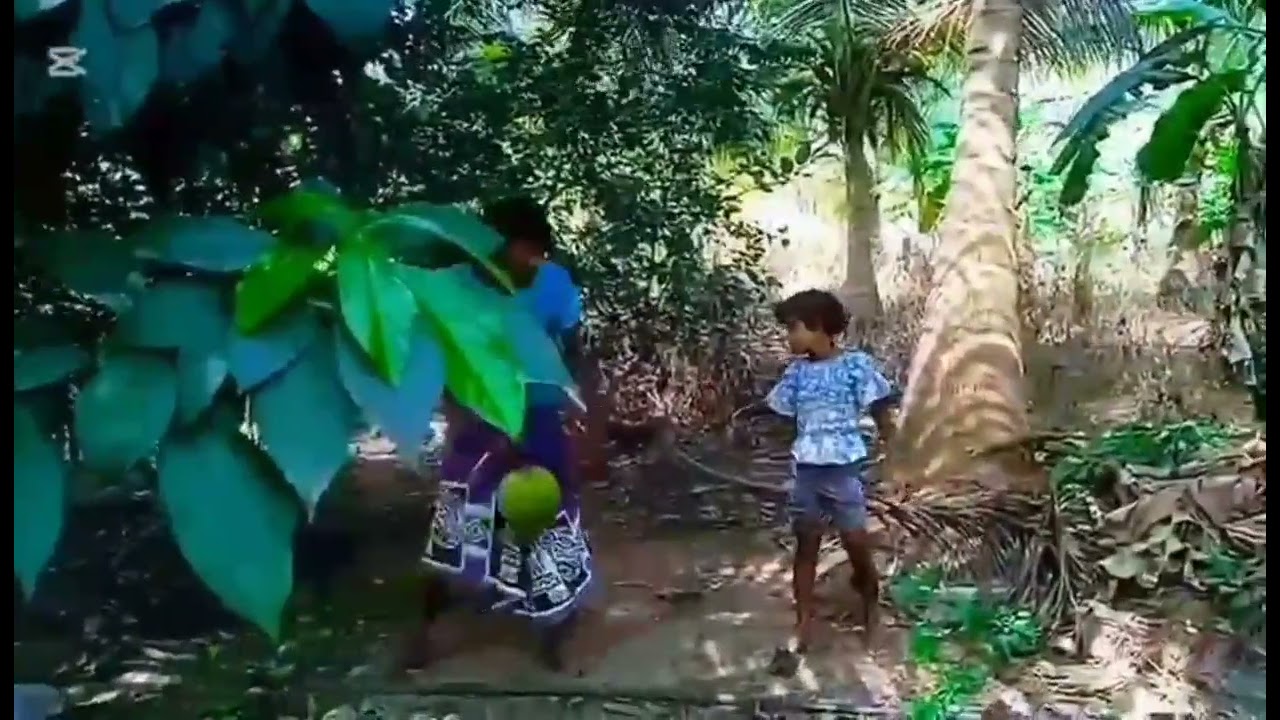 පොල් ජොගිය 🌴🌴🌴