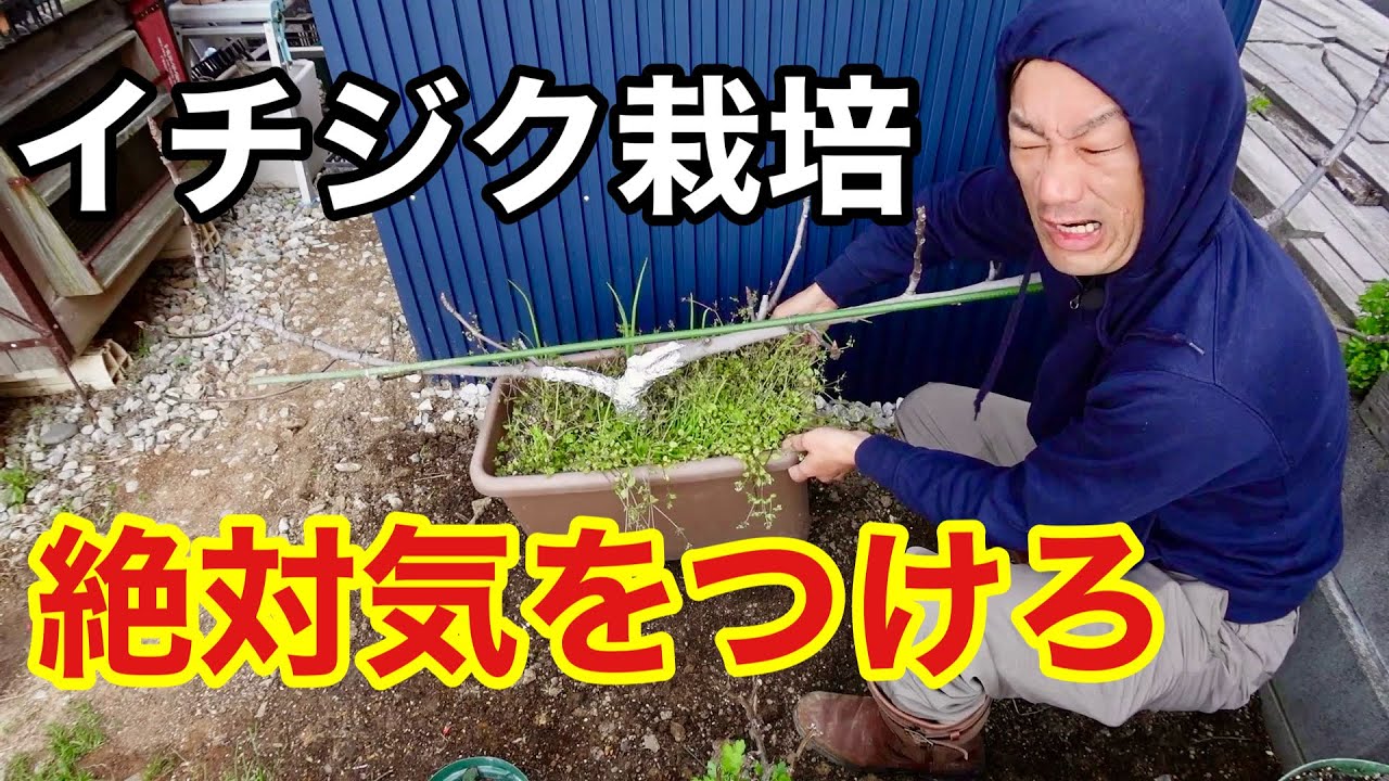 残念ながらイチジク育てると9割こうなります　　【園芸超人カーメン君】