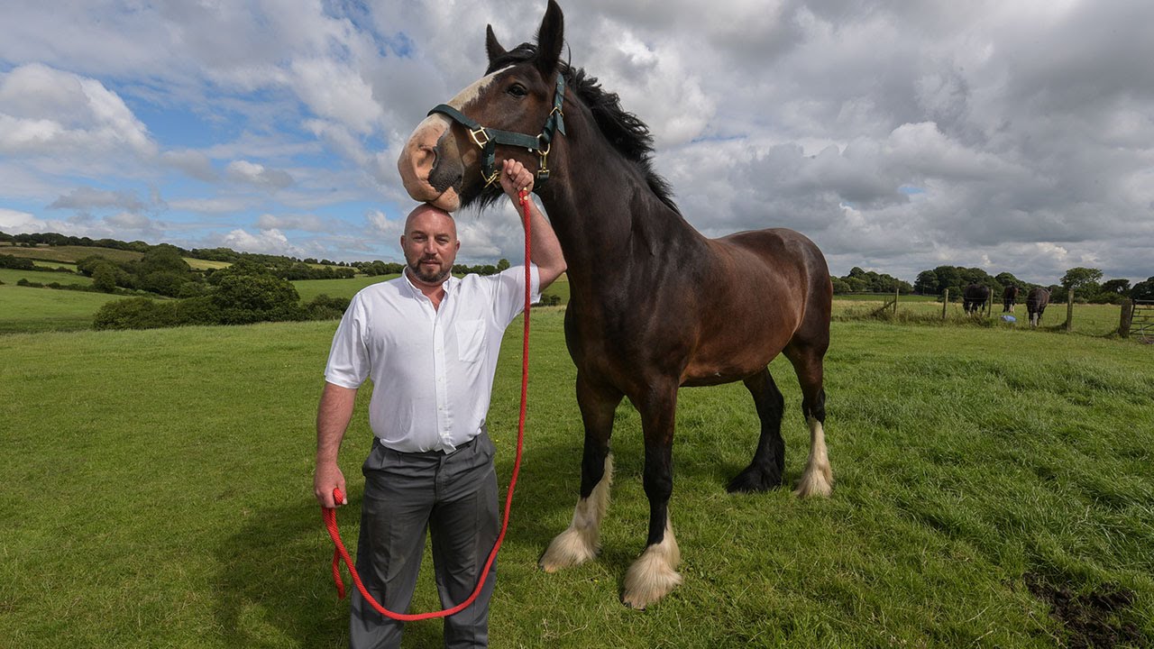 Britain's Tallest Horse