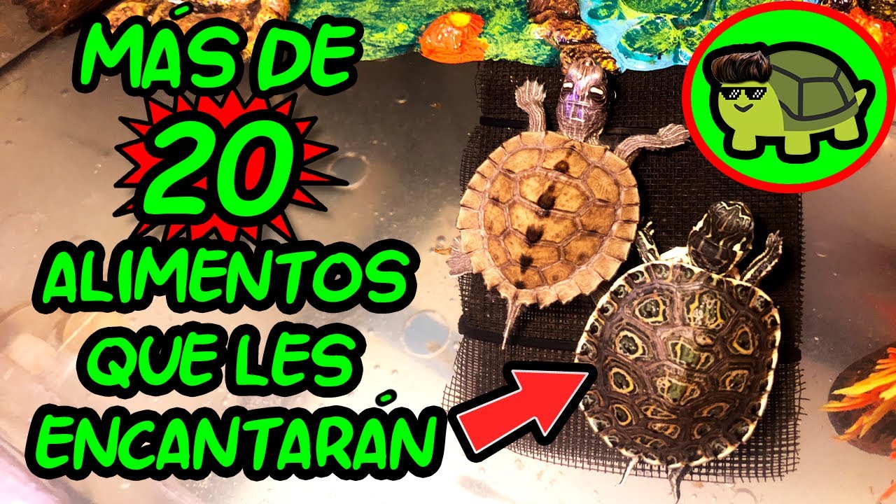 ALIMENTOS que LE ENCANTAR&Aacute;N A TU TORTUGA y c&oacute;mo HACER UNA DIETA CORRECTA 💥🐢  🐢