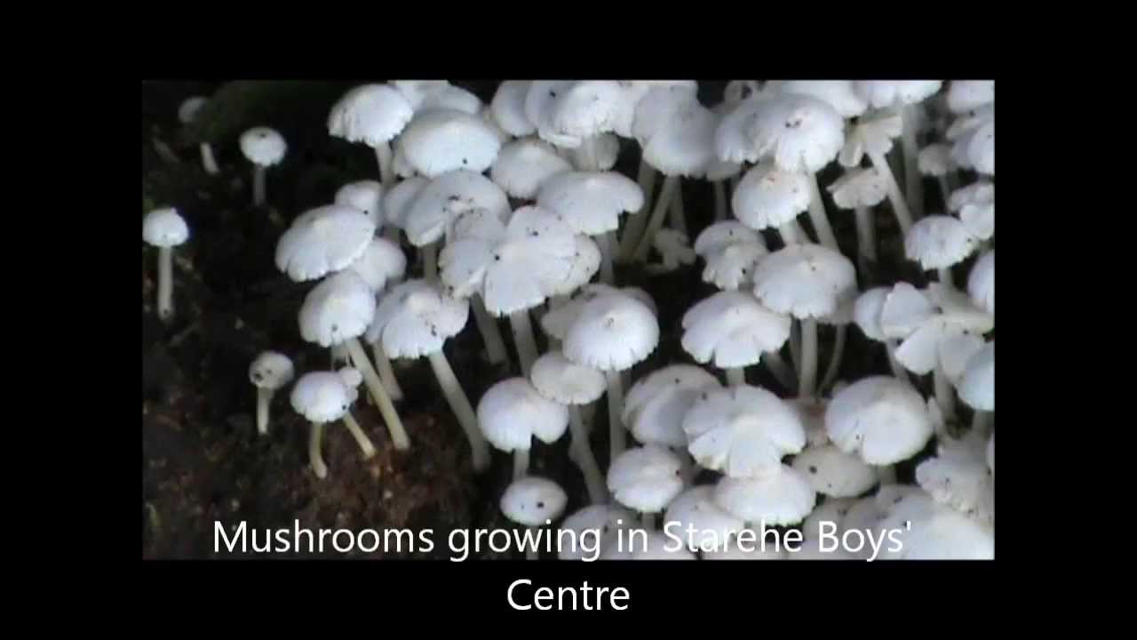 FUNGUS MYCOTA KINGDOM