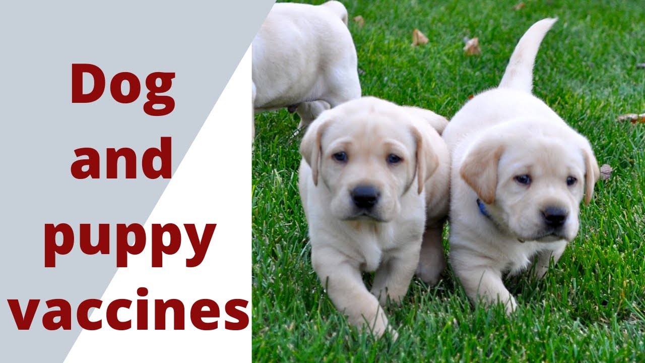 Puppy and dog vaccines