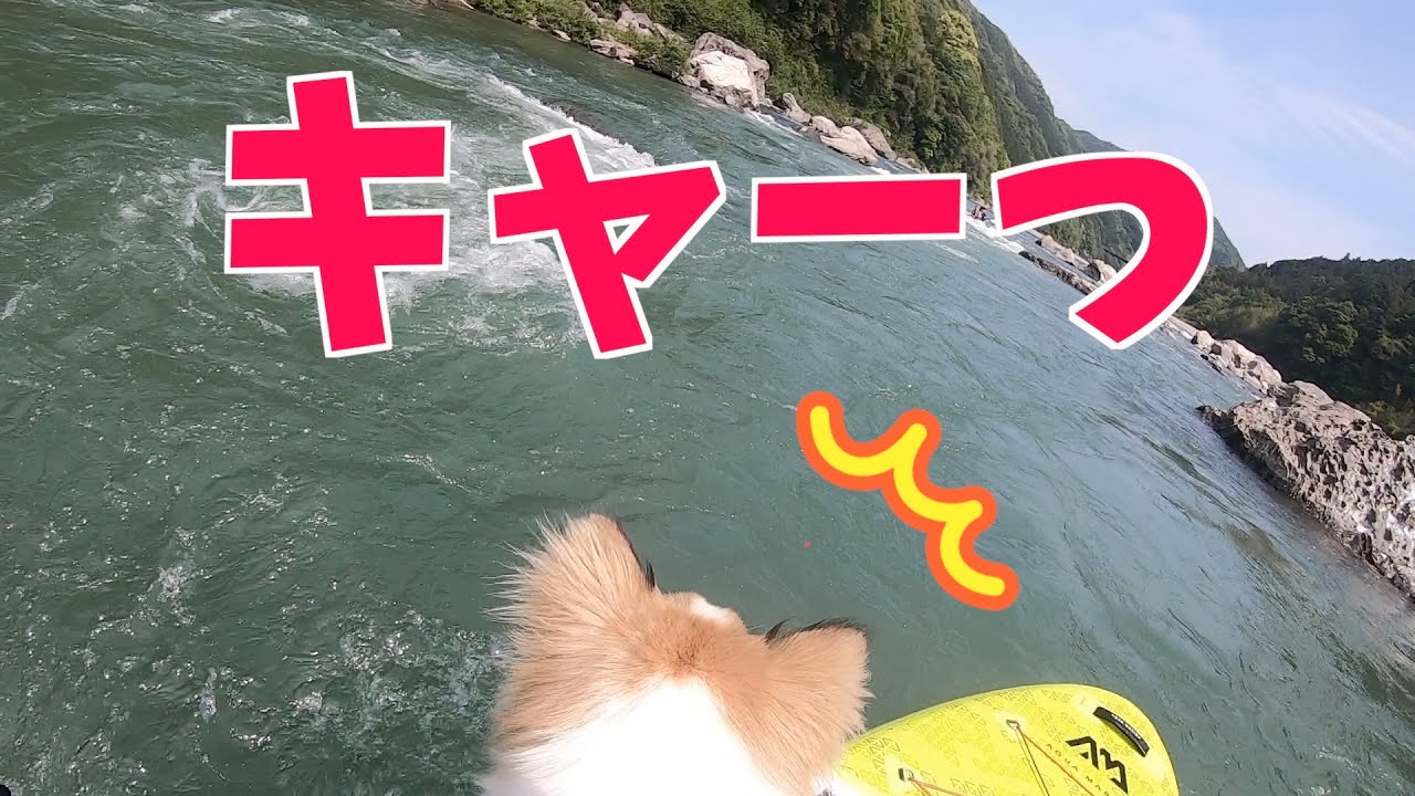【仁淀川】わんずと川下りして綺麗な無料キャンプ場で焚き火料理を楽しんだら最高でした✨