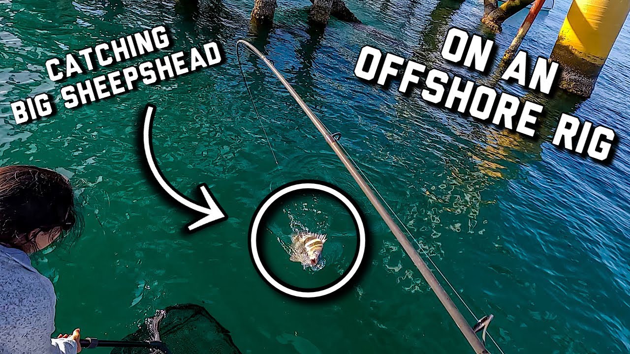 Fishing OFFSHORE OIL RIGS for BIG SHEEPSHEAD - Sheepshead Fishing in Mobile Bay