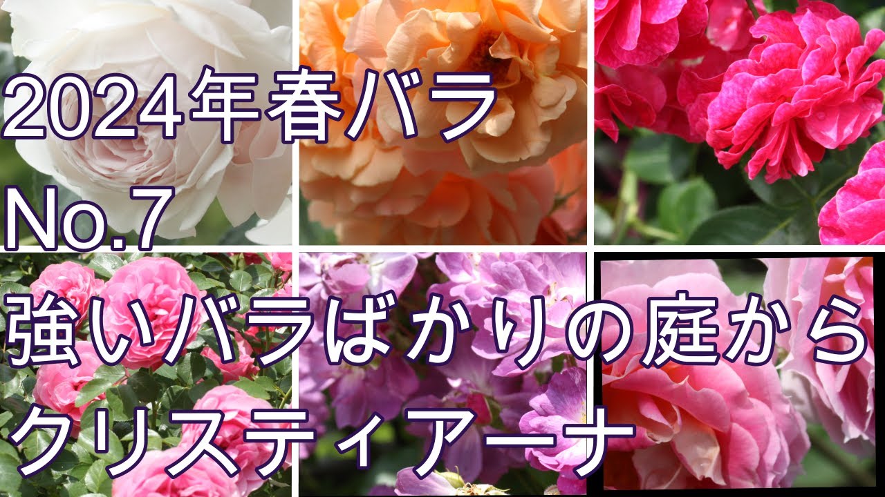 【バラの庭】強いバラ集め🌹クリスティアーナ、ペネロペイア、シャリマー