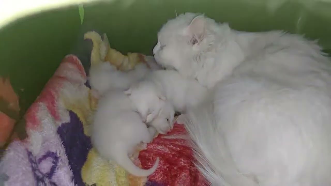 Mother Cat Missing Her Kittens When They're Sleeping 