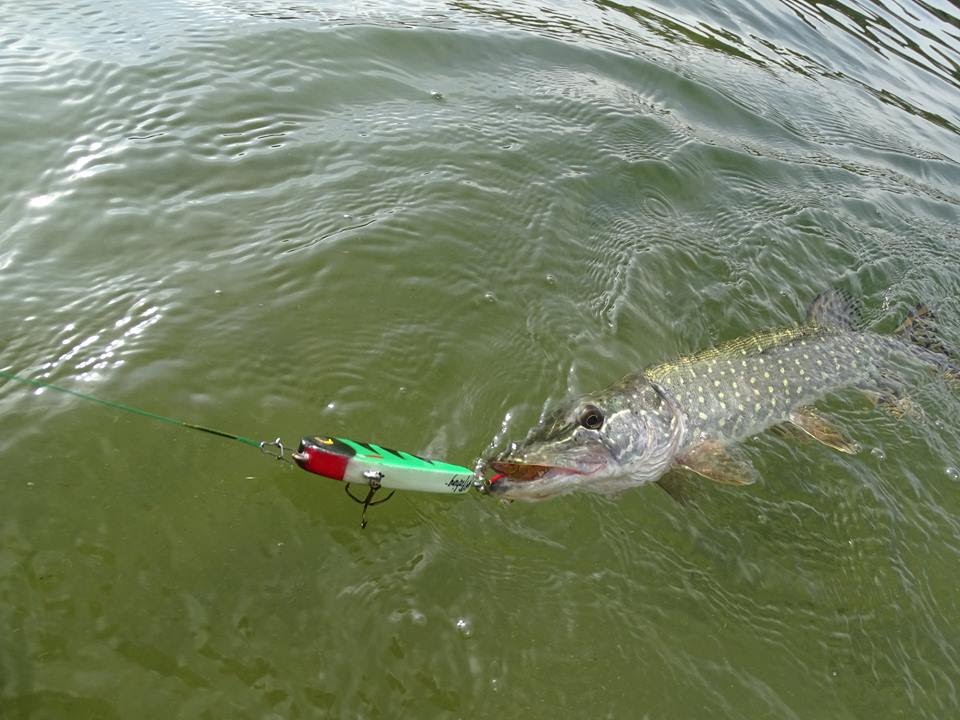 MFISHING Październikowe szczupaki RYDWAN GUŹNIA żwirownia Spining