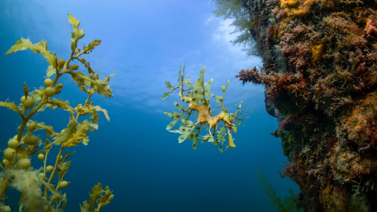 Leafy Sea Dragons in 8K | RED V-Raptor Stock Footage Reel Tom Park Films