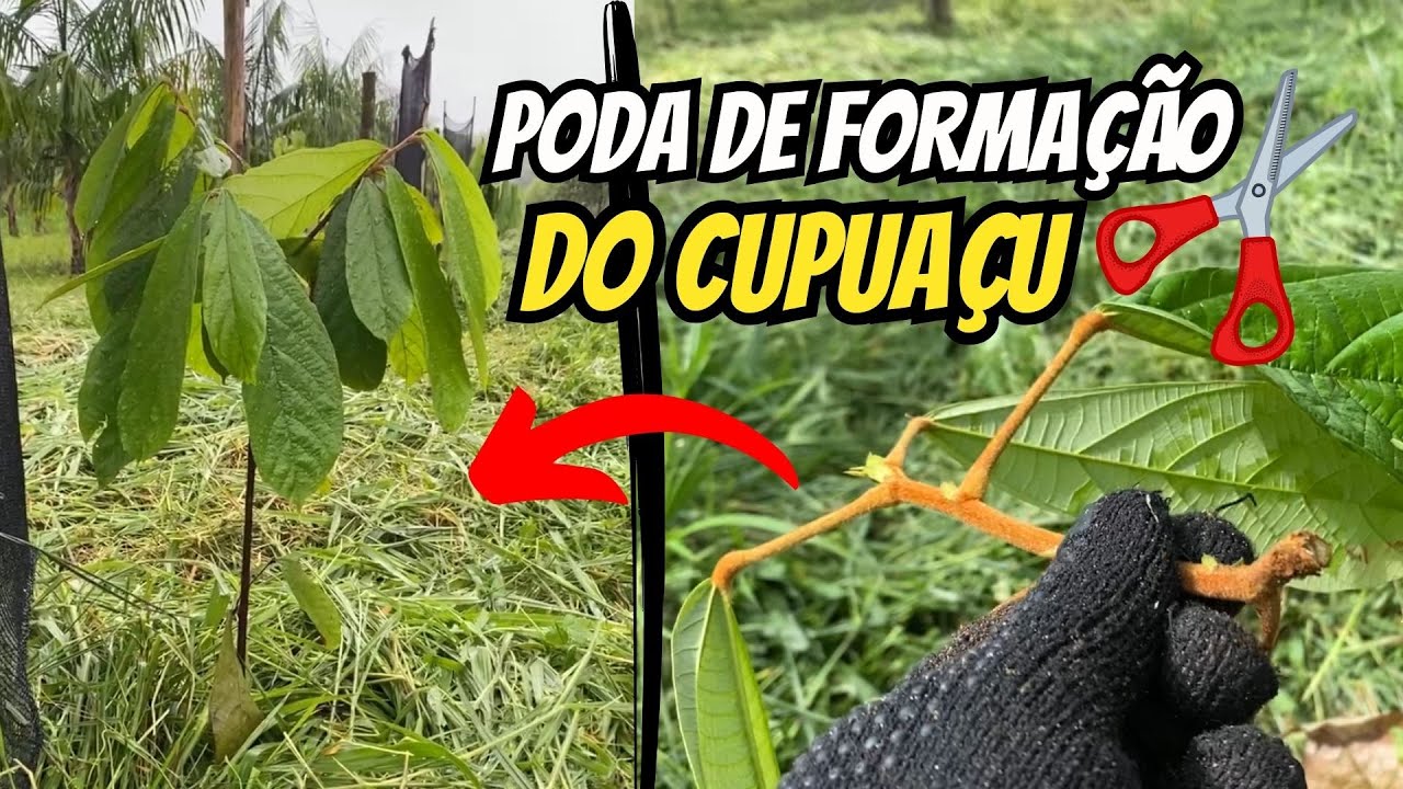 Poda de formação do cupuaçu (Parte 1) - Podas do cupuaçu BRS Carimbó