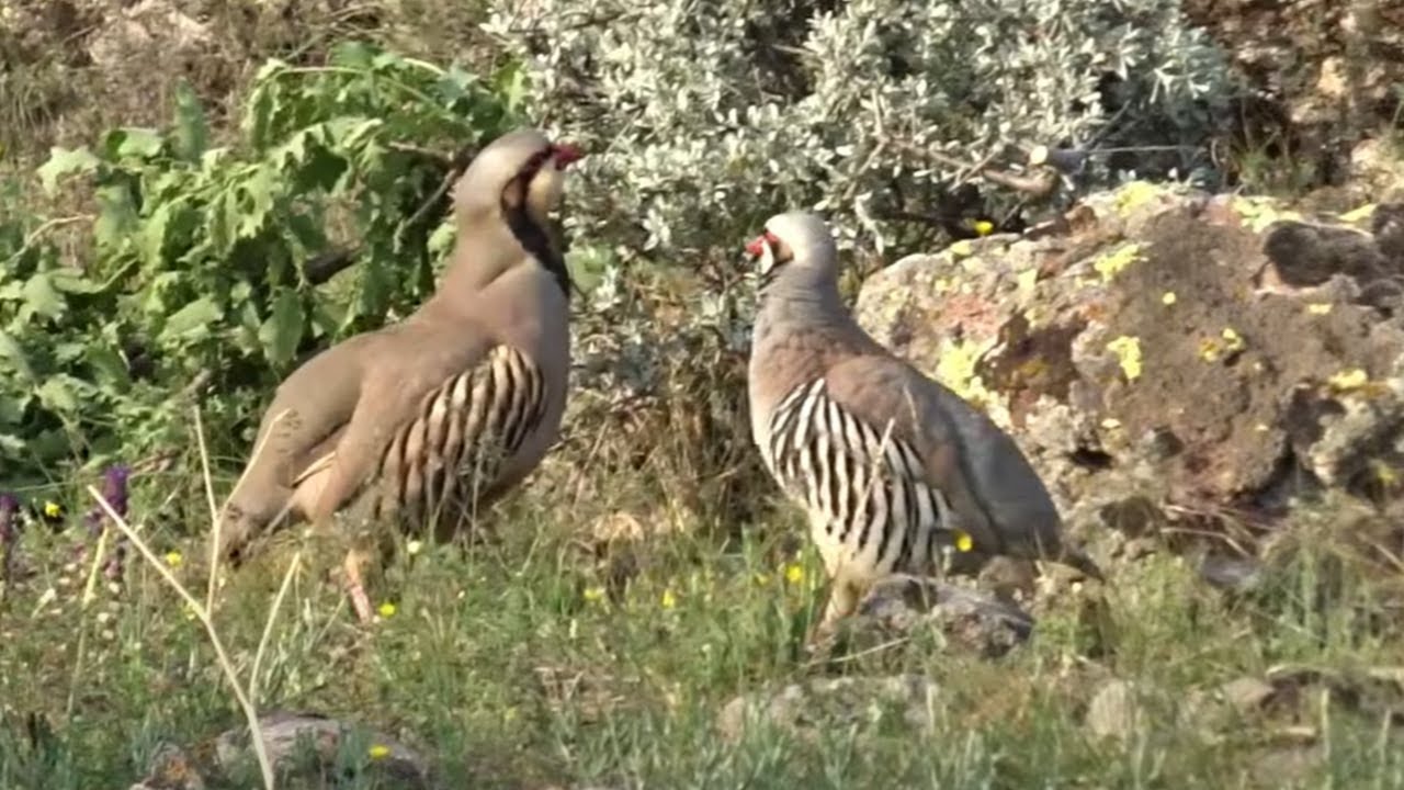 Keklik Avı (Bağlı) - الحجل طائر - куропатка - partridge