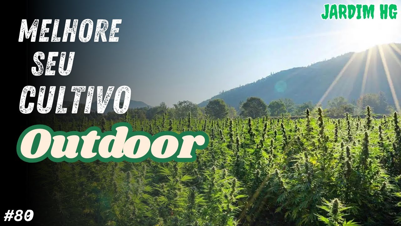 DICAS de Cultivo Cannabis OUTDOOR