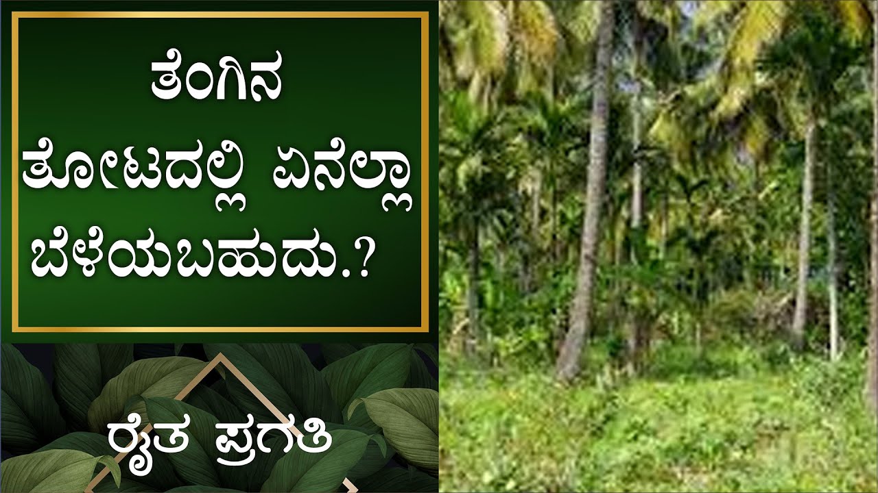 ನೈಸರ್ಗಿಕ ಕೃಷಿ | ತೆಂಗಿನ ತೋಟದಲ್ಲಿ ಏನೆಲ್ಲಾ ಬೆಳೆಯಬಹುದು.? | EP –18 | Natural Farming | Raitha Pragathi