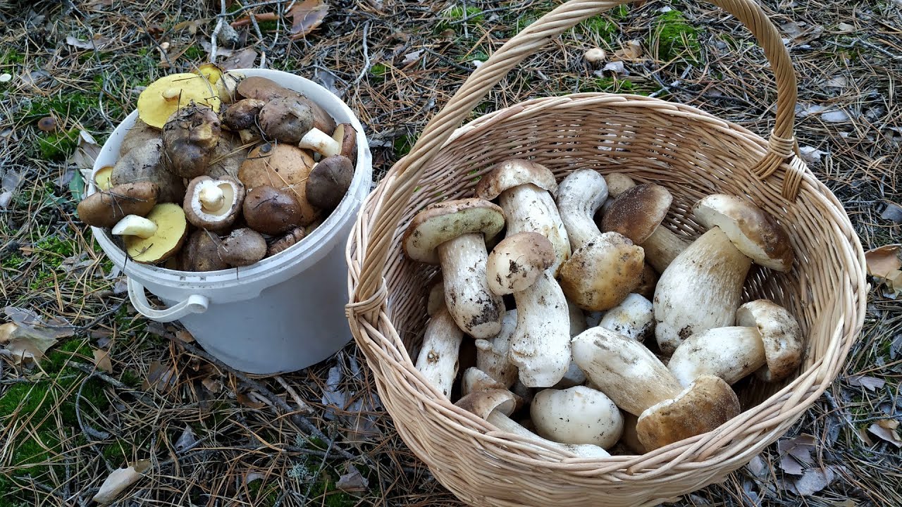 Белые грибы Шолоховского района в конце октября.