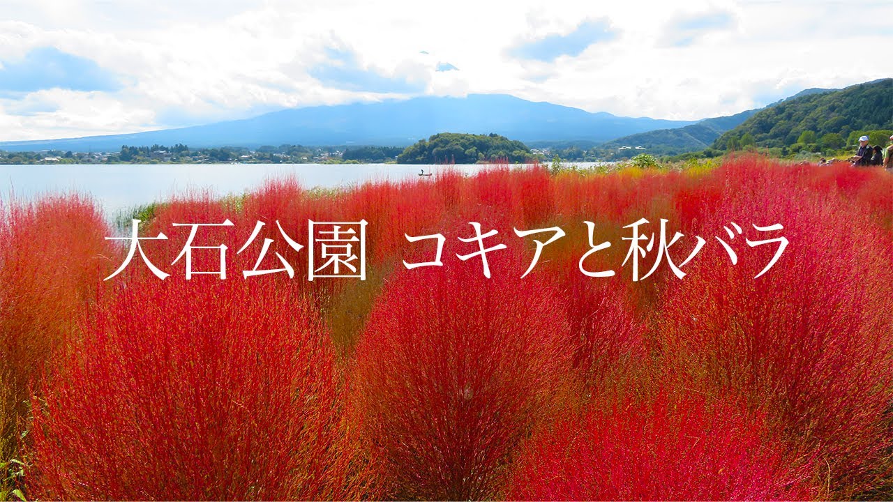 【大石公園】赤く色づき始めのコキア 咲き始めの秋バラ 2024