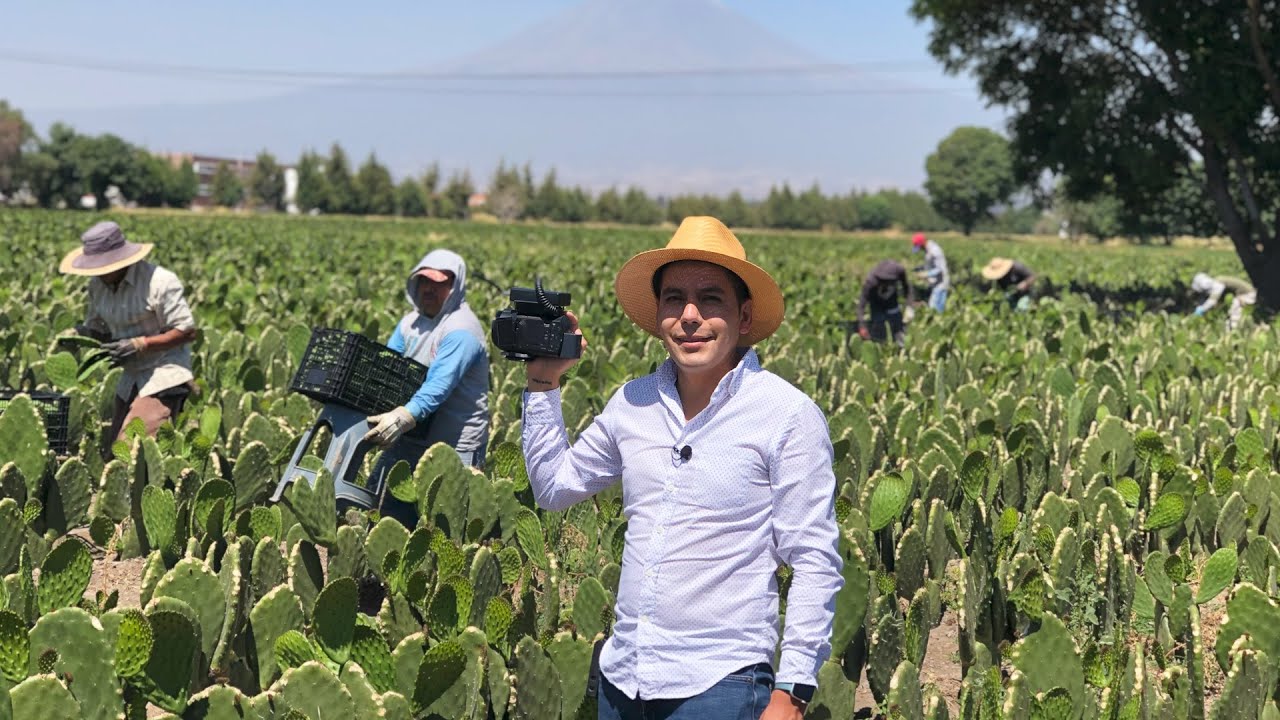 Cultivo de Nopal Criollo | Preparación de la tierra | Cosecha y exportación