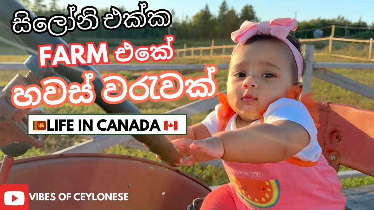 සිලෝනි බබාට මාස 8 | day in farm | baby milestones | සතුටින් ගෙවුණු දවසක් | Sinhala vlogs| family🇱🇰🇨🇦