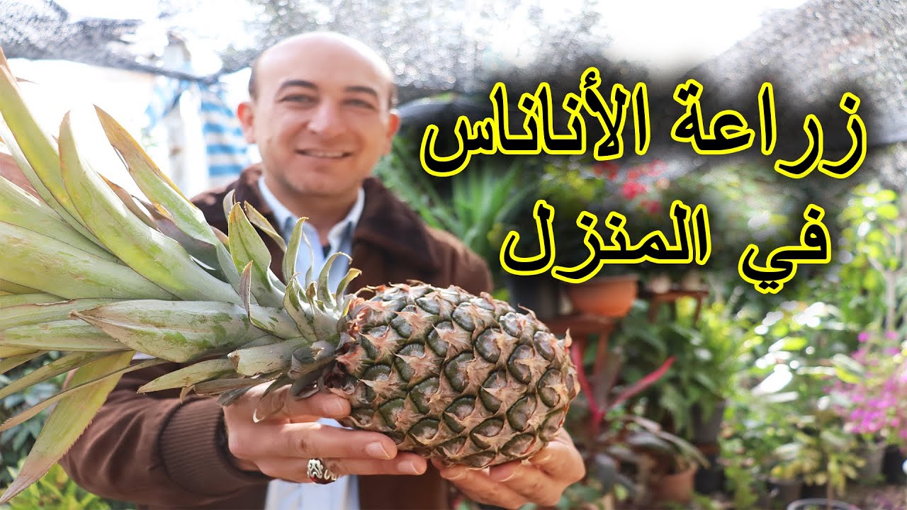 زراعة الاناناس من حبة أناناس في المنزل