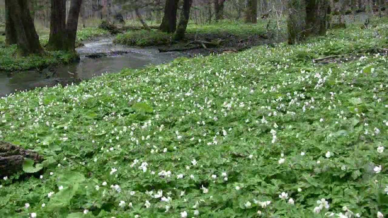 広がる癒しの世界　上高地