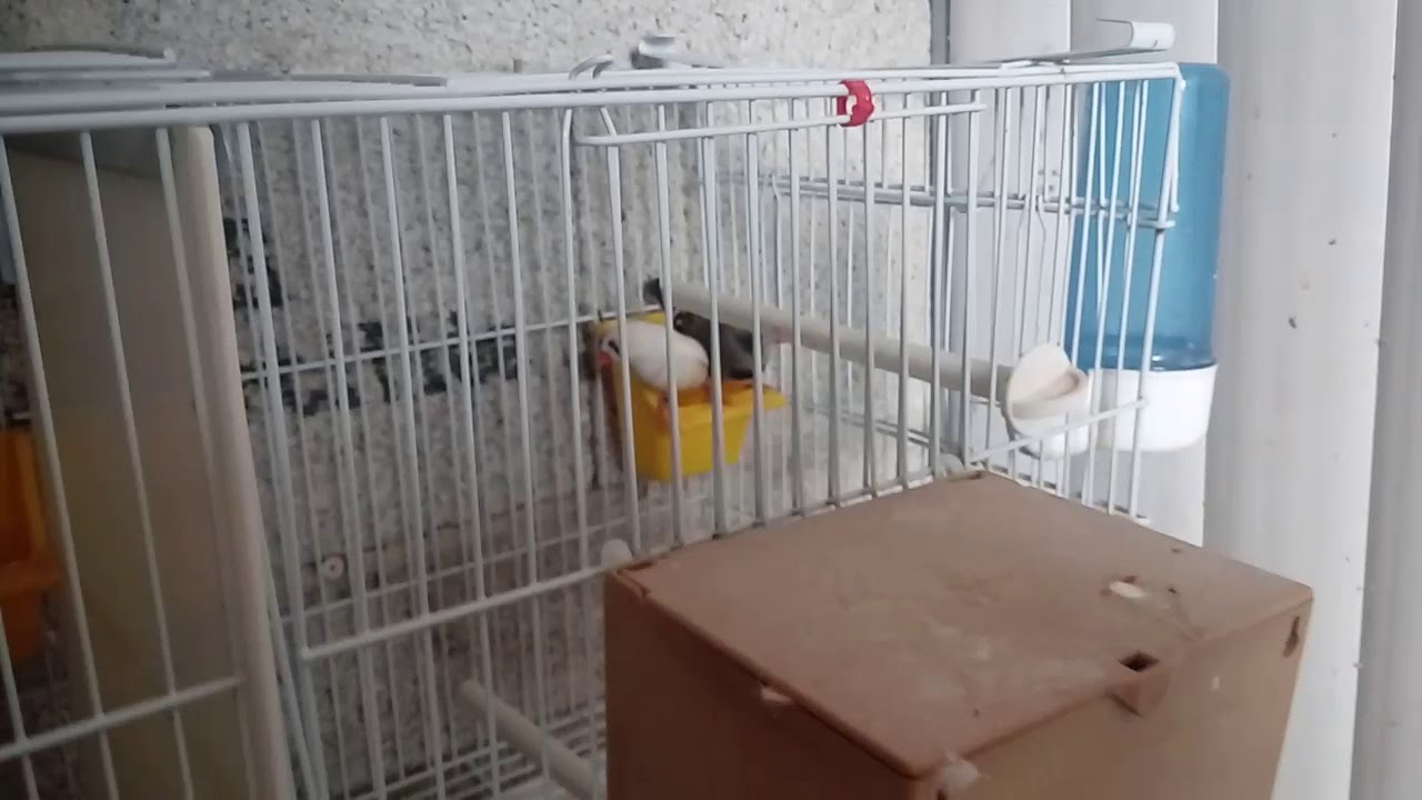 Suivie d'élevage des oiseaux exotiques