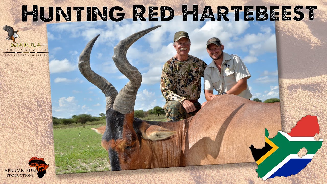 Hunting Red Hartebeest in South Africa - One of the most iconic and underrated species in Africa