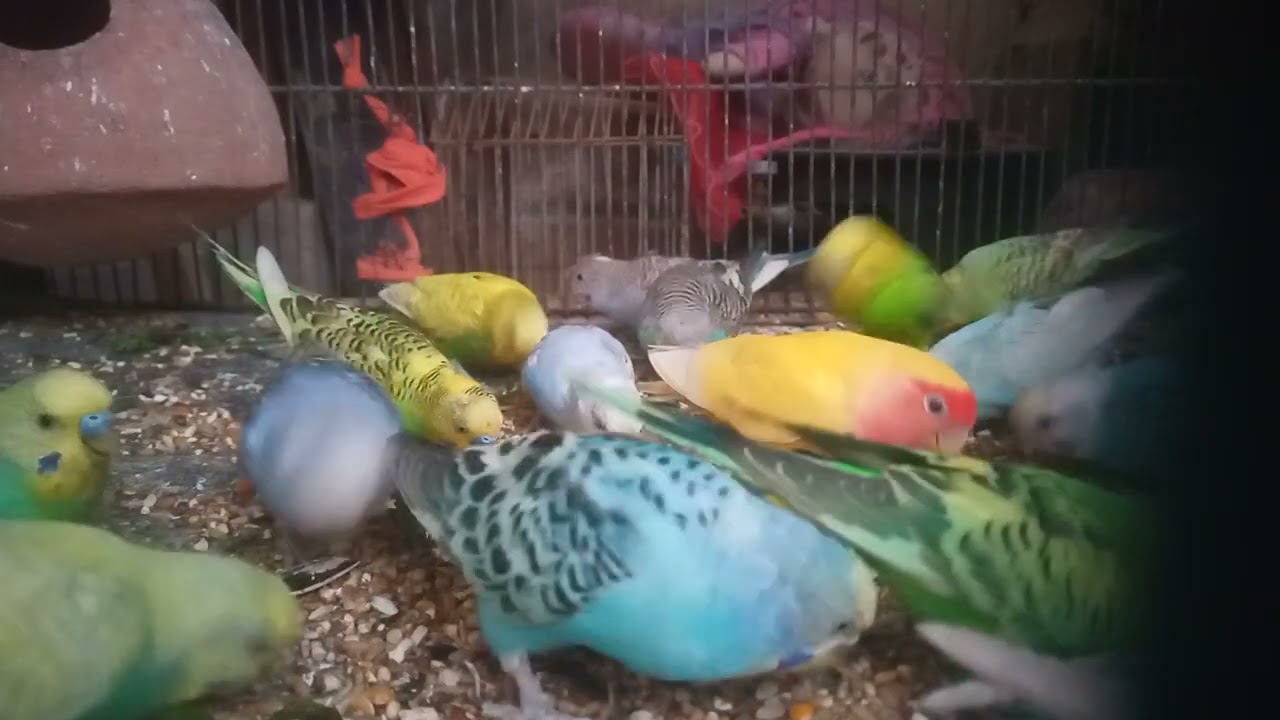 Australia parents #lovebirds #talking #parrot #baby #budgies#parakeet 😮🤗