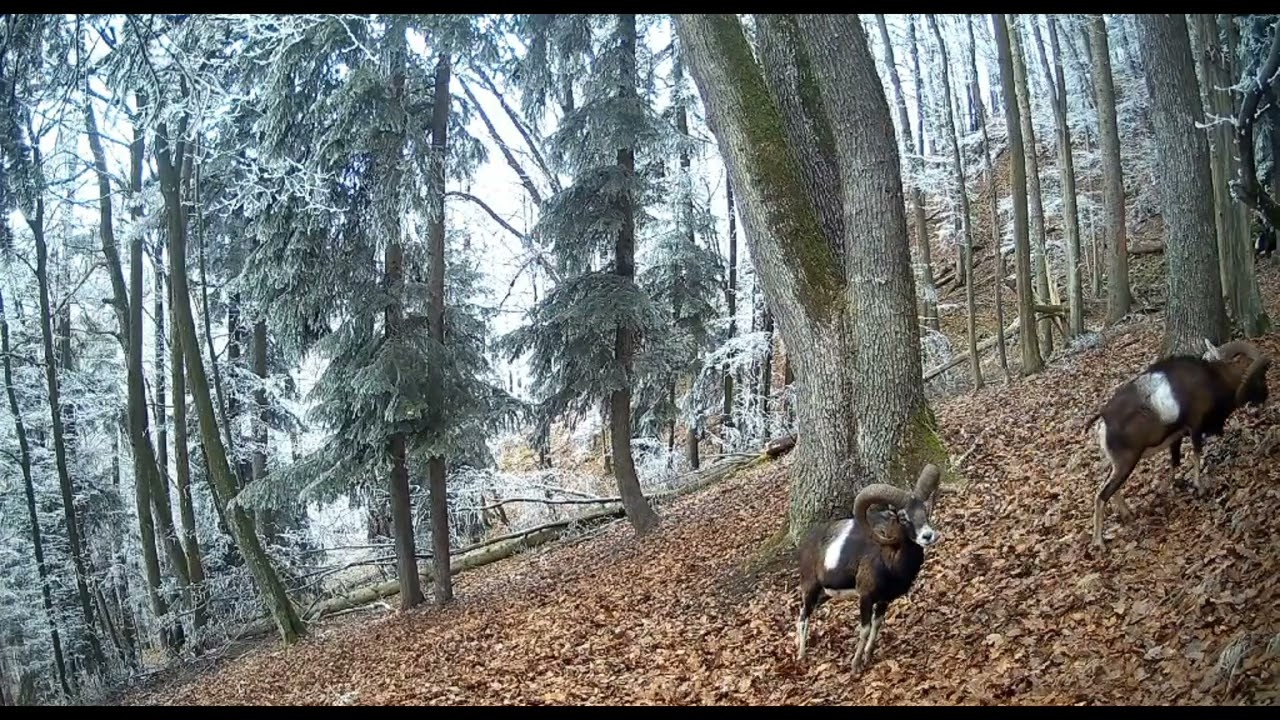 Črieda muflónov Fotopasca 