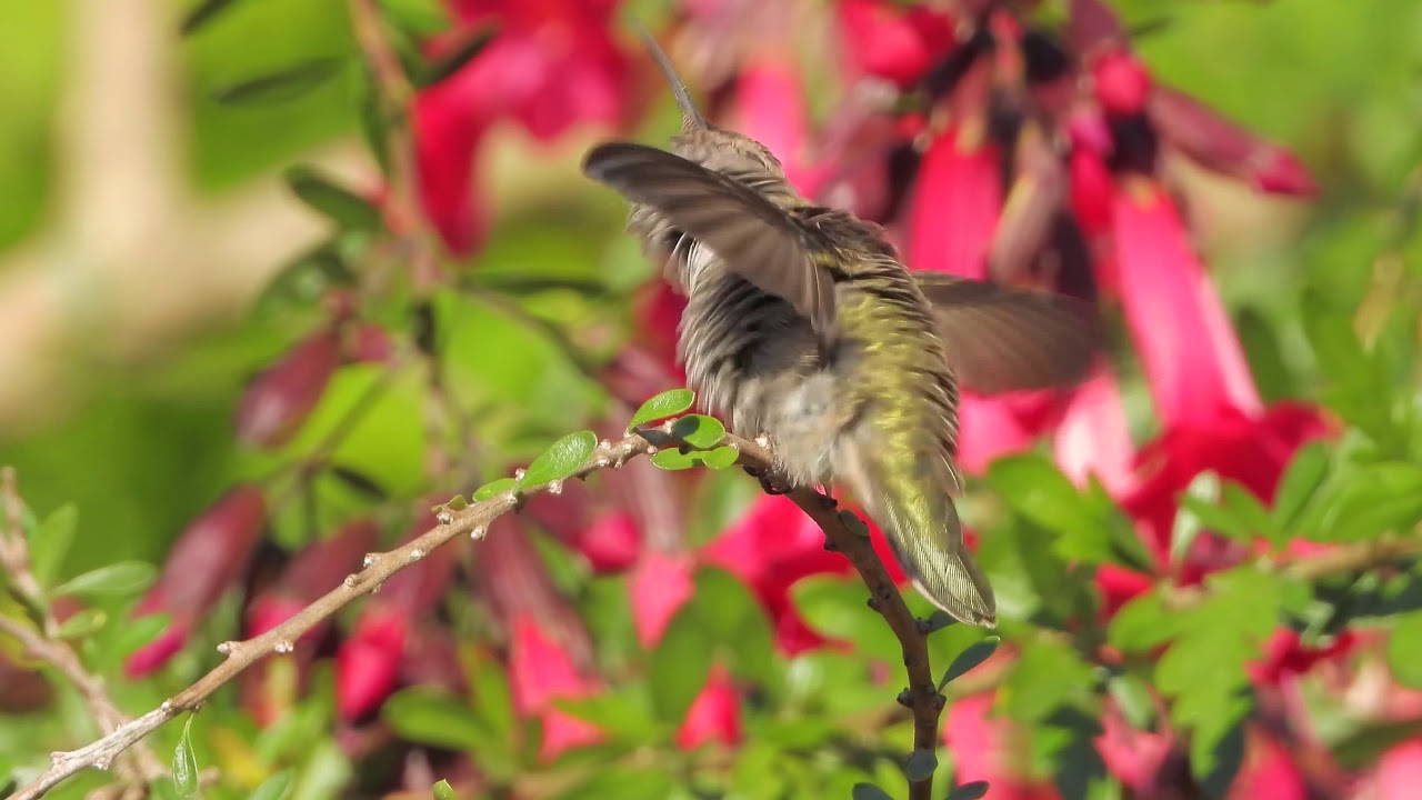 Nikon P1000 review honest review