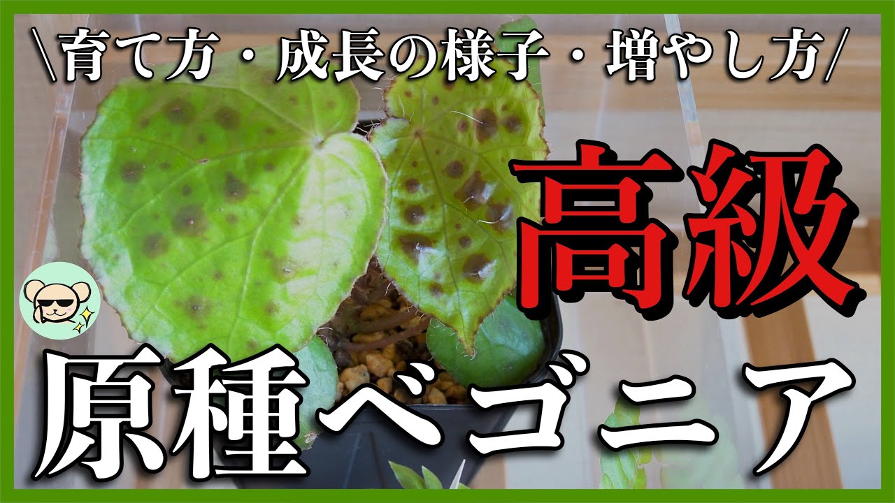 原種の高級ベゴニア!!メラノブラータを紹介【管理方法・成長の様子・挿し木】Begonia melanobullata