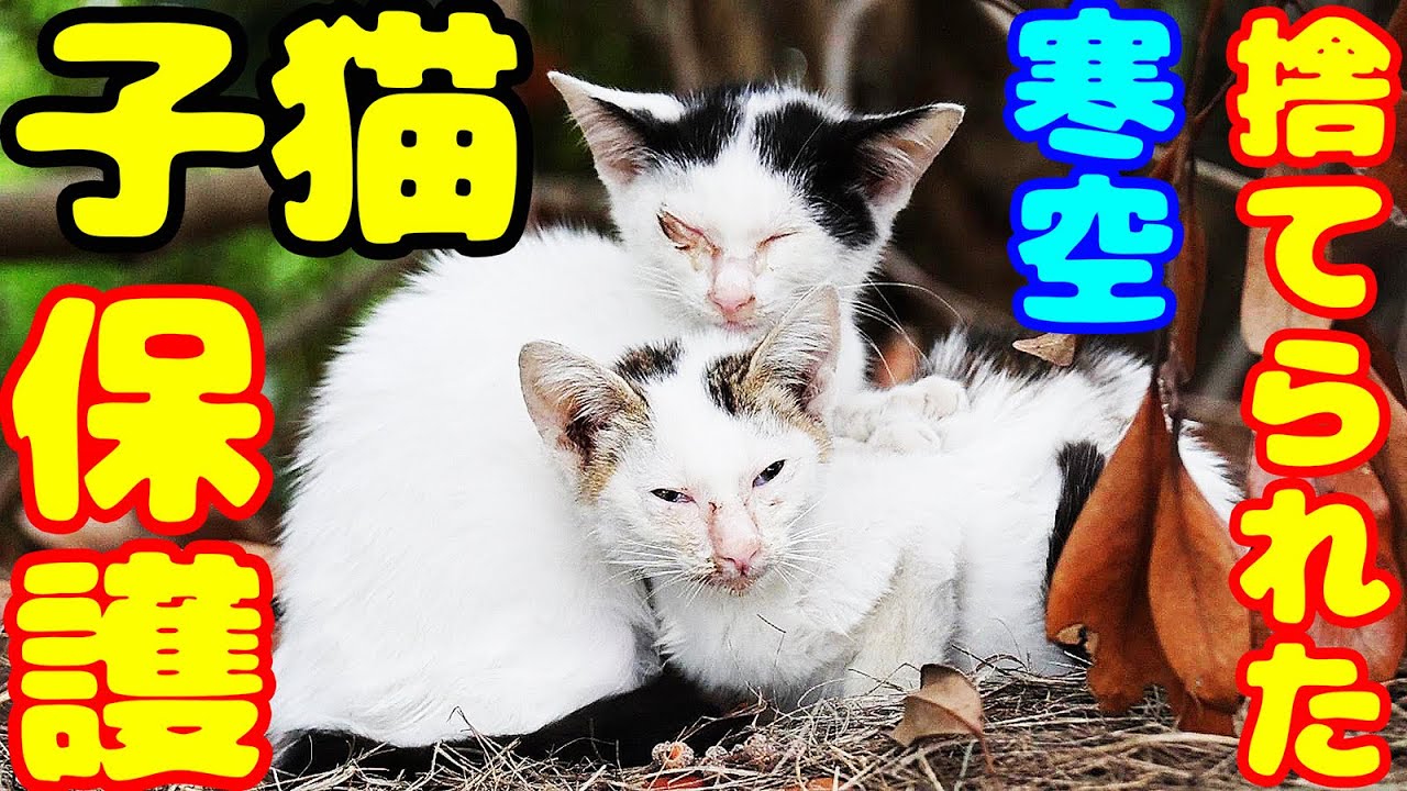 Спасите тощего котенка! Бог благословил!