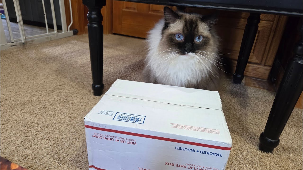 Cat and UFC Awesomeness From Winston Rips