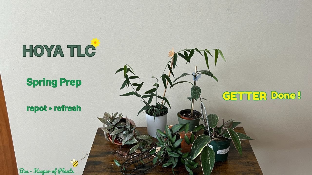 𝑯𝑶𝒀𝑨 𝑻𝑳𝑪 𝑺𝒑𝒓𝒊𝒏𝒈 𝑷𝒓𝒆𝒑 🌱 𝑹𝒆𝒑𝒐𝒕 , 𝑹𝒆𝒇𝒓𝒆𝒔𝒉, 𝑳𝒆𝒂𝒇 𝑪𝒂𝒓𝒆 & 𝑻𝒓𝒆𝒍𝒍𝒊𝒔𝒊𝒏𝒈 𝑻𝒊𝒑𝒔