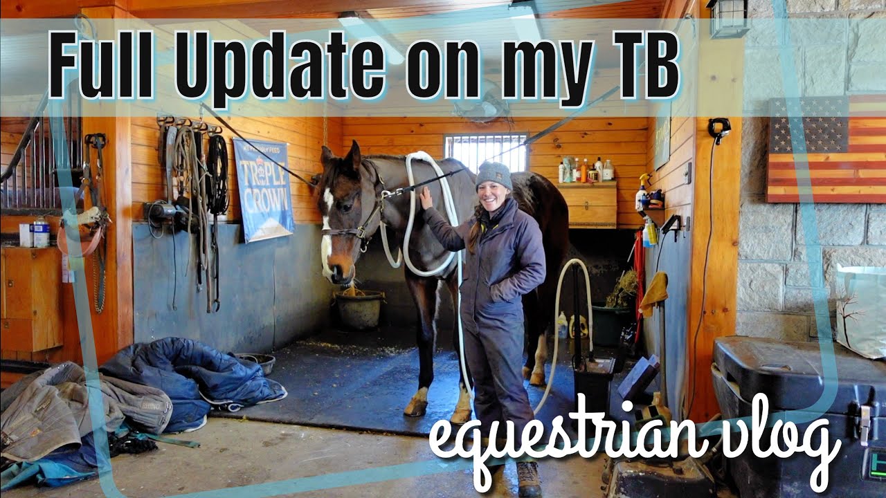 All About Z • A Full Update on my Thoroughbred + Tack Cleaning & Barn Chores // EQUESTRIAN VLOG