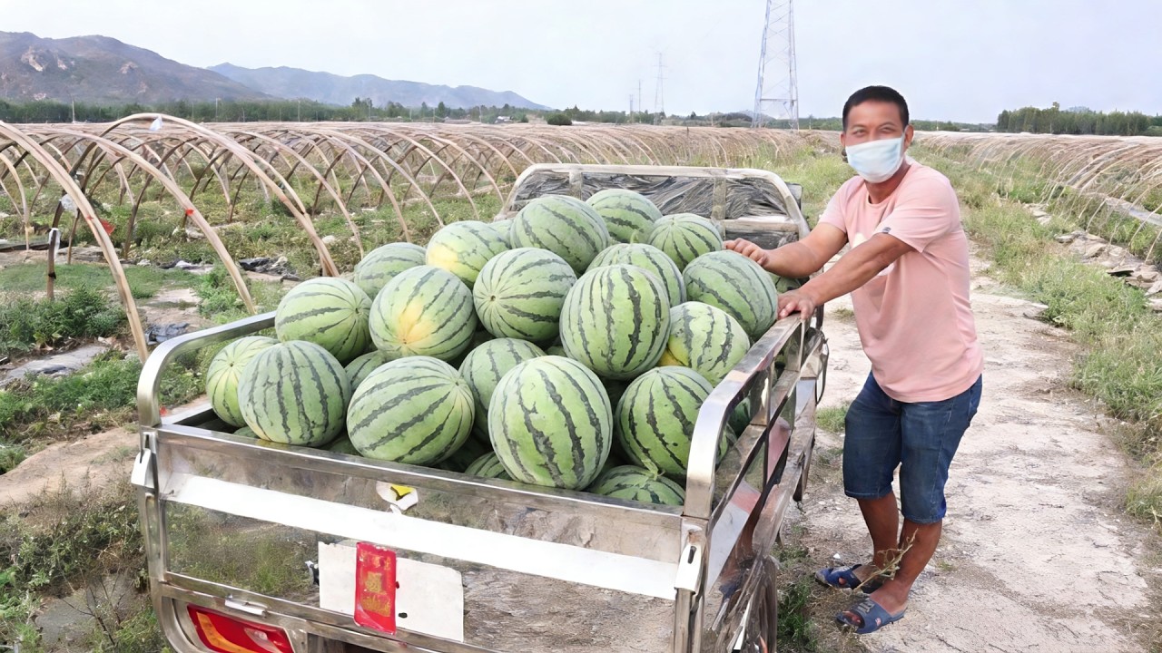 路边烂掉几百斤西瓜，喂猪都没人要，老四拉走一车回家变废为宝